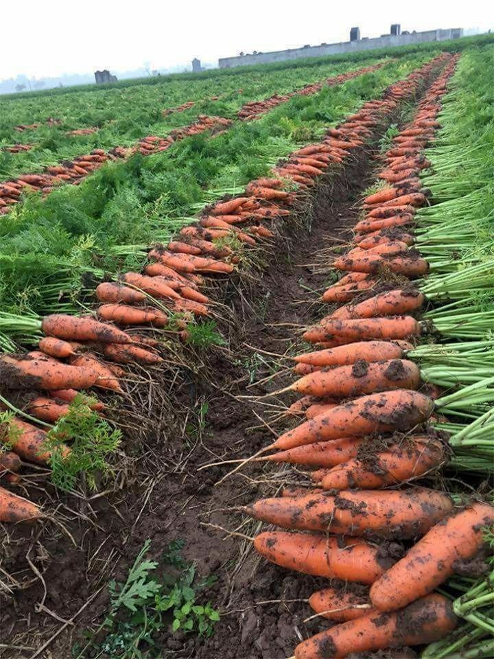 Freshly harvested carrots in rows on a farm field