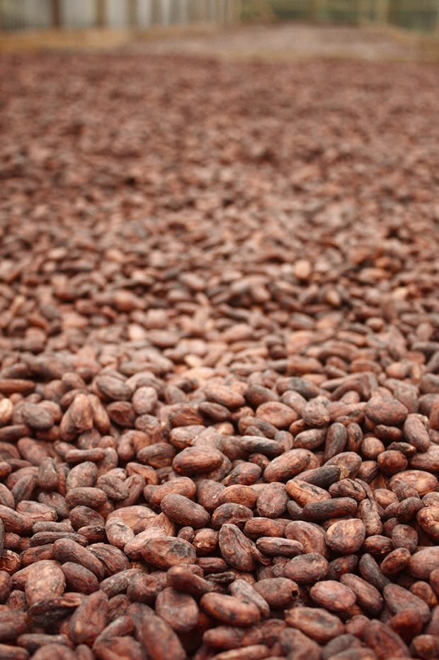 Cocoa beans drying
