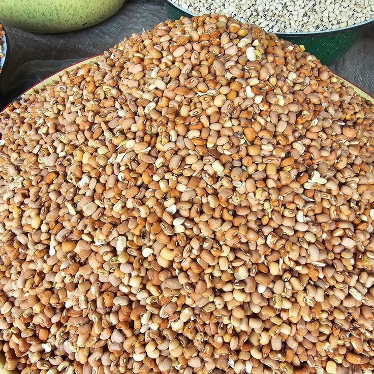 Harvested beans ready for supply